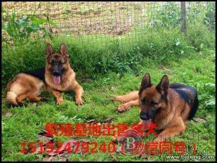 出售赛级德国牧羊犬，锤系德牧，东德牧羊犬，公都有母